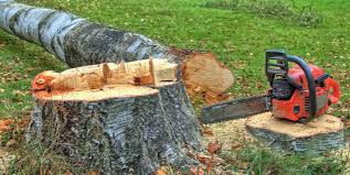 Best Root Management and Removal  in Oakbrook, KY