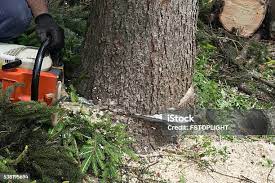 Best Seasonal Cleanup (Spring/Fall)  in Oakbrook, KY