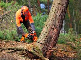 Best Tree Maintenance Programs  in Oakbrook, KY