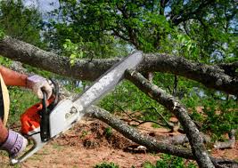 Best Arborist Consultation Services  in Oakbrook, KY