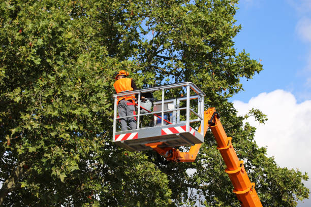 Best Emergency Tree Removal  in Oakbrook, KY