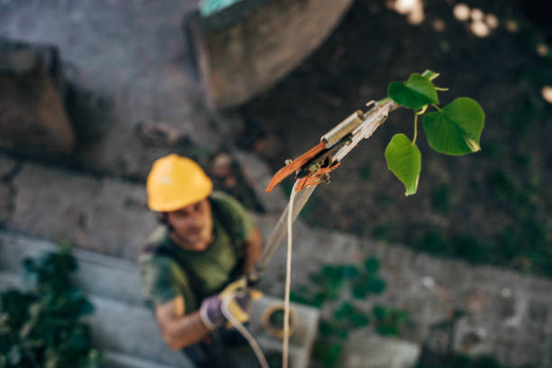 Professional Tree Services in Oakbrook, KY