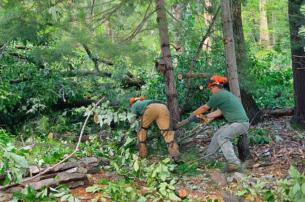 How Our Tree Care Process Works  in  Oakbrook, KY