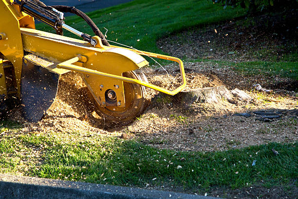 Best Grass Overseeding  in Oakbrook, KY