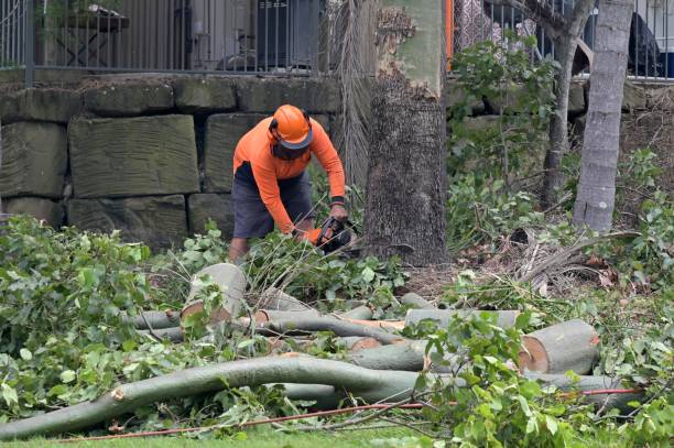 Best Tree Preservation Services  in Oakbrook, KY