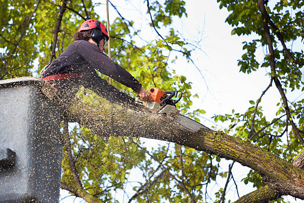 Best Hedge Trimming  in Oakbrook, KY